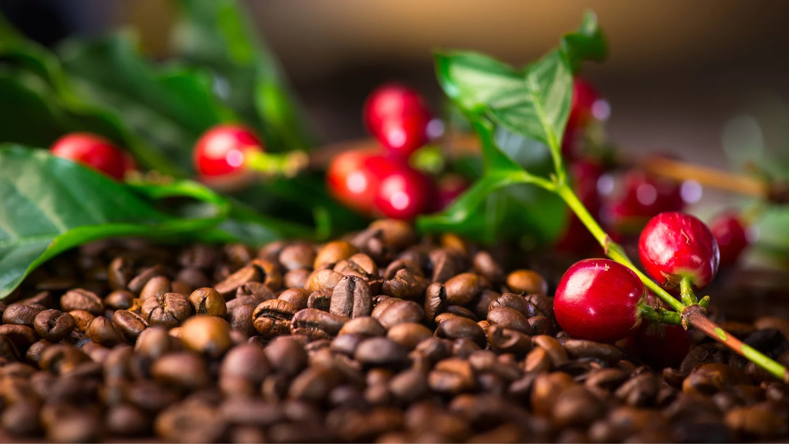 Guia para Iniciantes